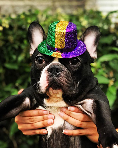 Bulbaritos Brand Ambassador Bulbasaur Profile Cover