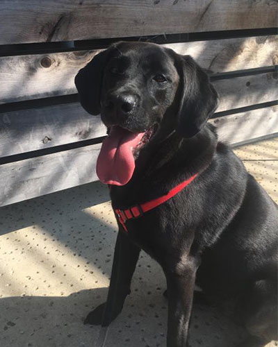 Bulbaritos Security Sadie Mae Profile Cover